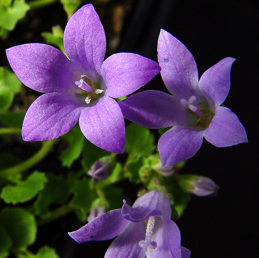 Campanula anomala - Click Image to Close